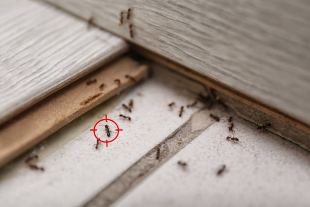 Best Residential Pest Control  in Scow Mills, MO