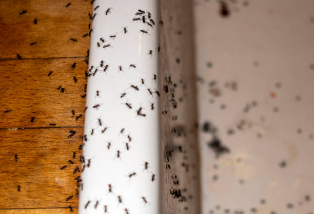 Best Wasp Removal Services  in Scow Mills, MO